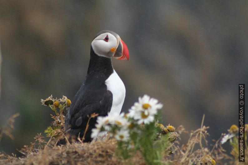 Un macareux moine à Dyrhólaey. Photo © André M. Winter