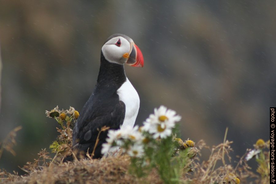 Un macareux moine à Dyrhólaey. Photo © André M. Winter