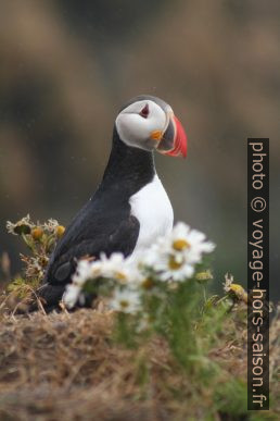 Un macareux moine de profil. Photo © André M. Winter