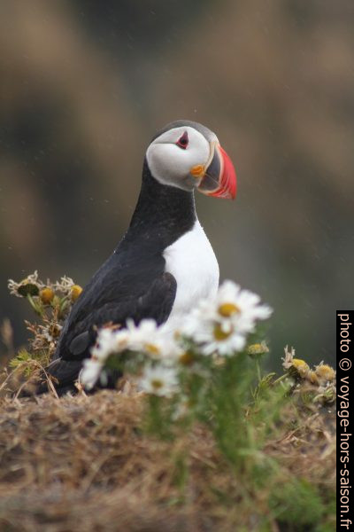 Un macareux moine de profil. Photo © André M. Winter