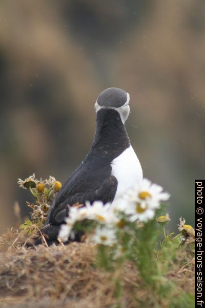 Un macareux moine la tête tournée. Photo © André M. Winter
