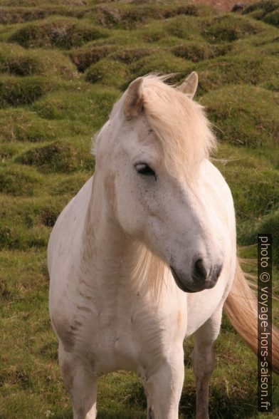 Un cheval d'Islande blanc. Photo © Alex Medwedeff