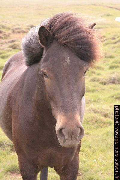 Un cheval d'Islande à Mýrar. Photo © Alex Medwedeff