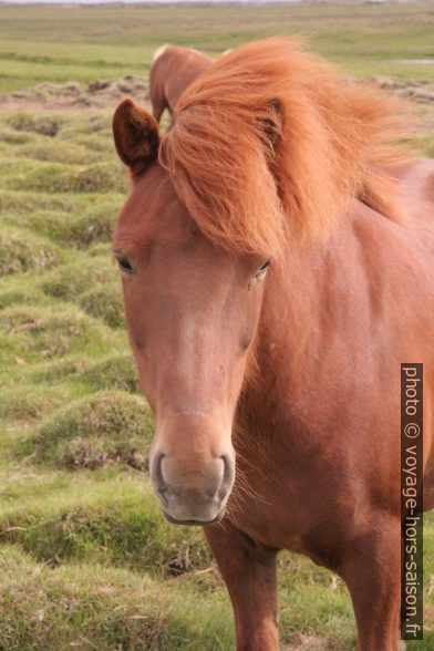 Un cheval islandais roux. Photo © Alex Medwedeff