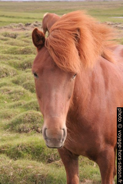 Un cheval islandais roux. Photo © Alex Medwedeff