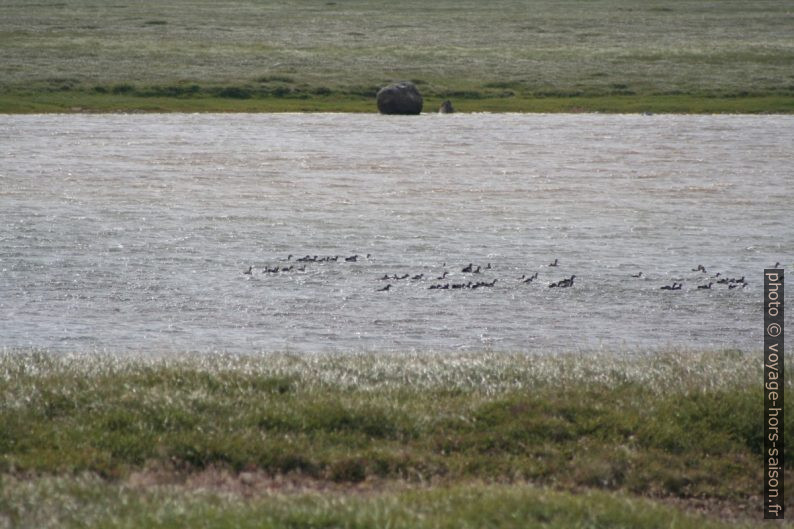 Des oiseaux au lac Hólmakotsvatn. Photo © André M. Winter