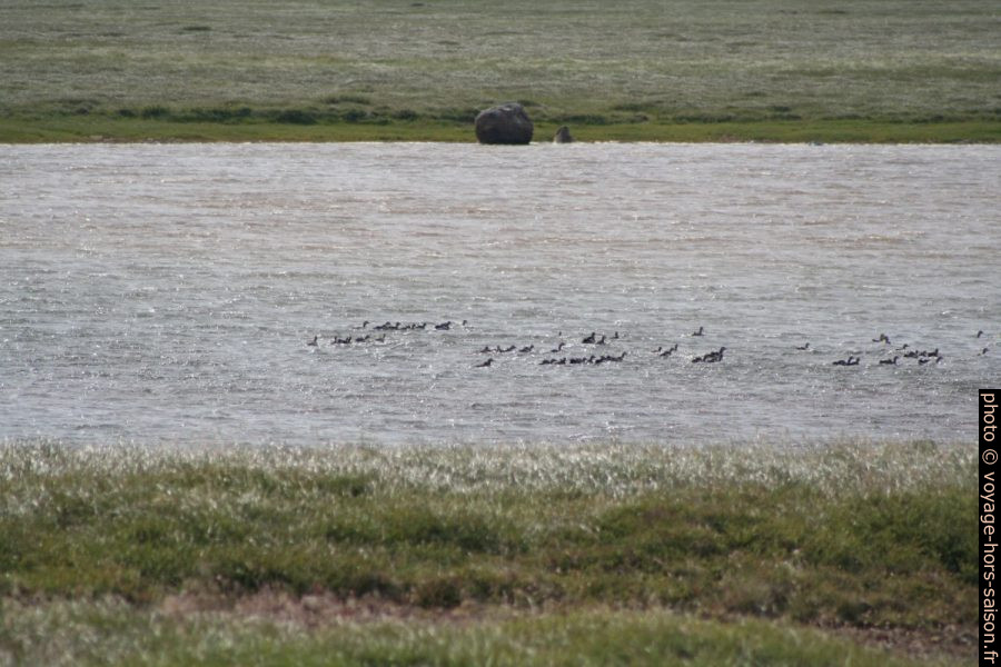 Des oiseaux au lac Hólmakotsvatn. Photo © André M. Winter