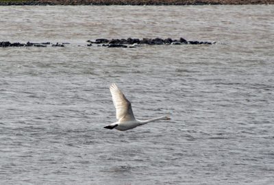 Un cygne chanteur vole au-dessus le lac Hólmakotsvatn. Photo © André M. Winter