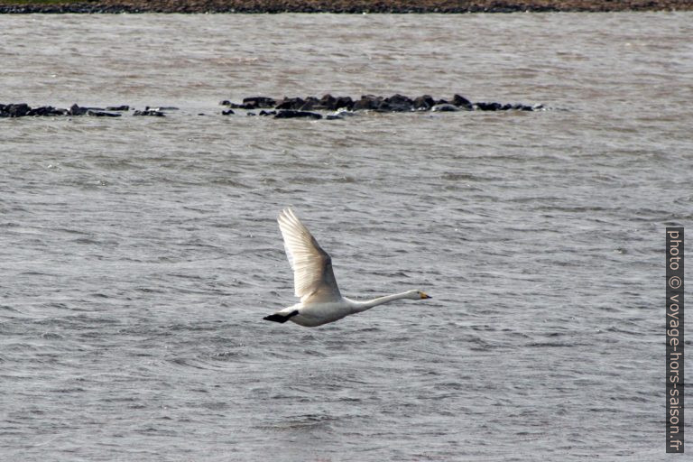 Un cygne chanteur vole au-dessus le lac Hólmakotsvatn. Photo © André M. Winter