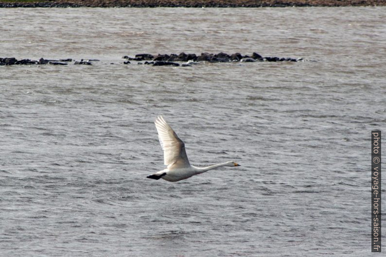 Un cygne chanteur vole au-dessus le lac Hólmakotsvatn. Photo © André M. Winter