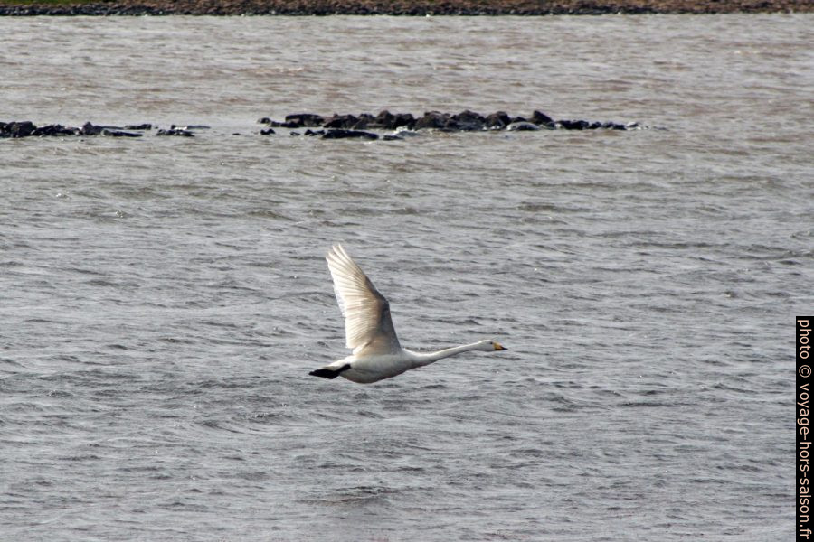 Un cygne chanteur vole au-dessus le lac Hólmakotsvatn. Photo © André M. Winter