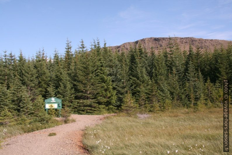 La petite forêt Hofsstaðaskógur. Photo © André M. Winter