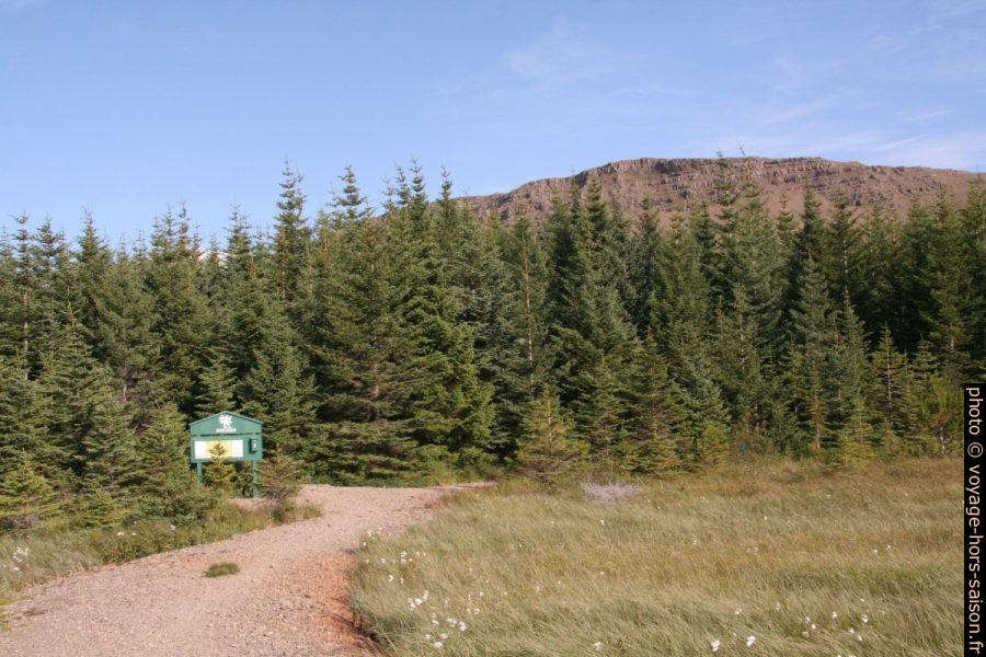 La petite forêt Hofsstaðaskógur. Photo © André M. Winter