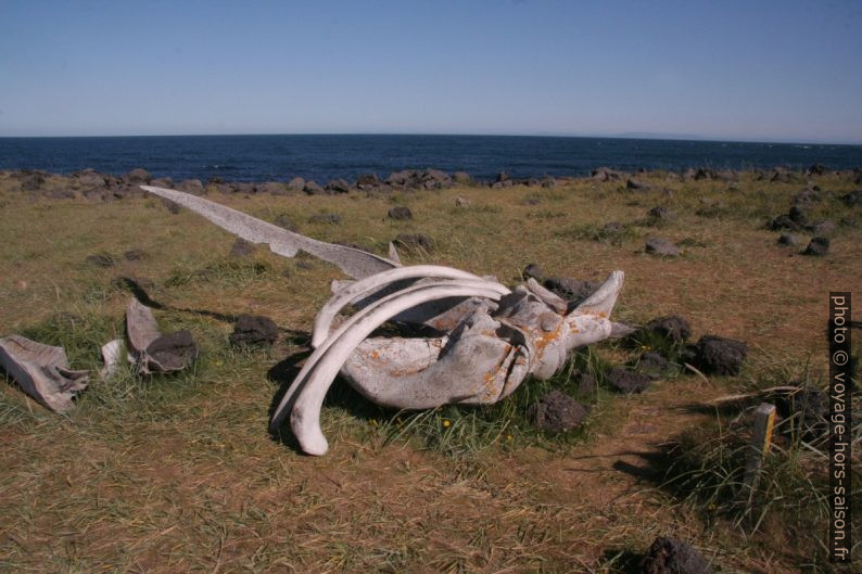 Ossements de baleine à Írokrabrunnur. Photo © André M. Winter