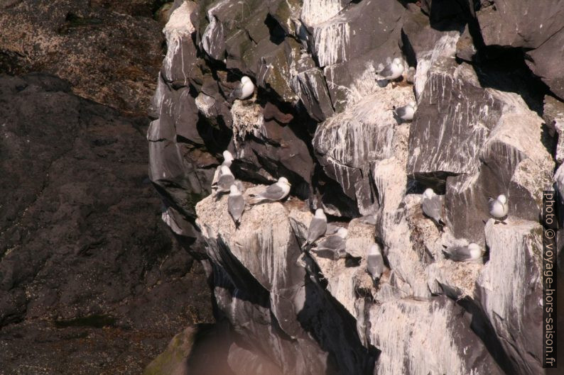 Nids de mouettes tridactyles à Svörtuloft sur Snæfellsnes. Photo © André M. Winter