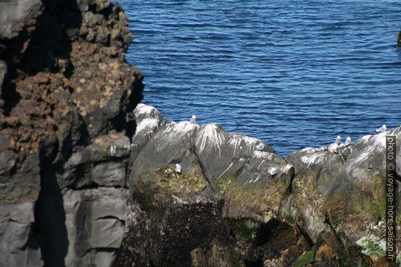 Mouettes tridactyles à Svörtuloft sur Snæfellsnes. Photo © André M. Winter