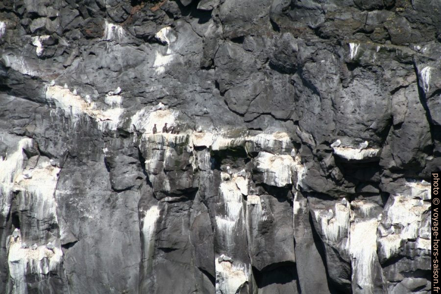 Nids de guillemots de Troïl et de mouettes tridactyles sur Snæfellsnes. Photo © André M. Winter