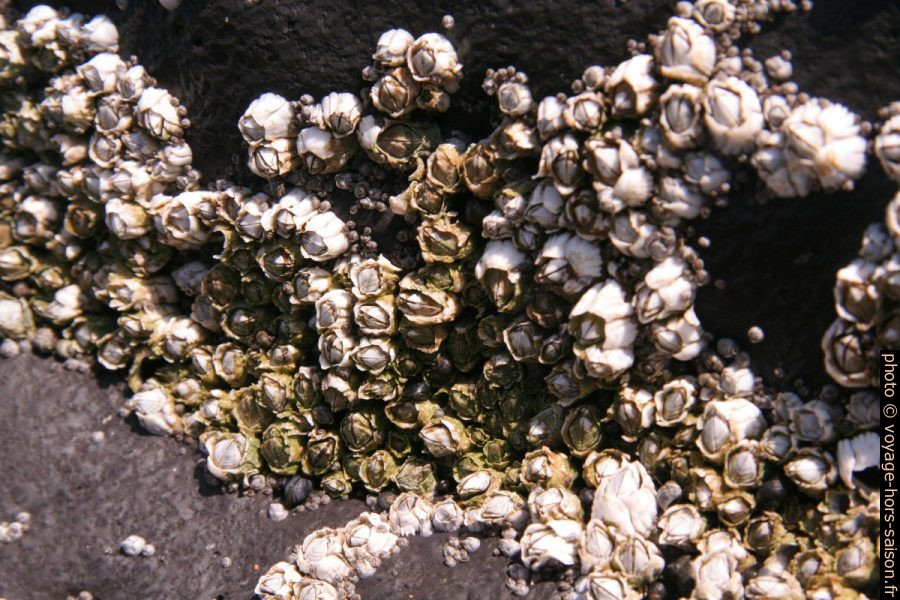 Colonie de bernacles à Skarðsvík. Photo © Alex Medwedeff