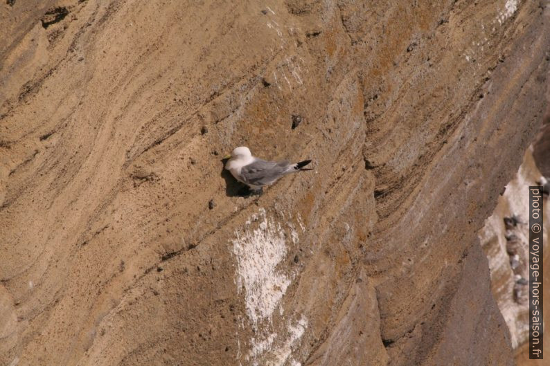 Mouette tridactyle à Þúfubjarg. Photo © André M. Winter