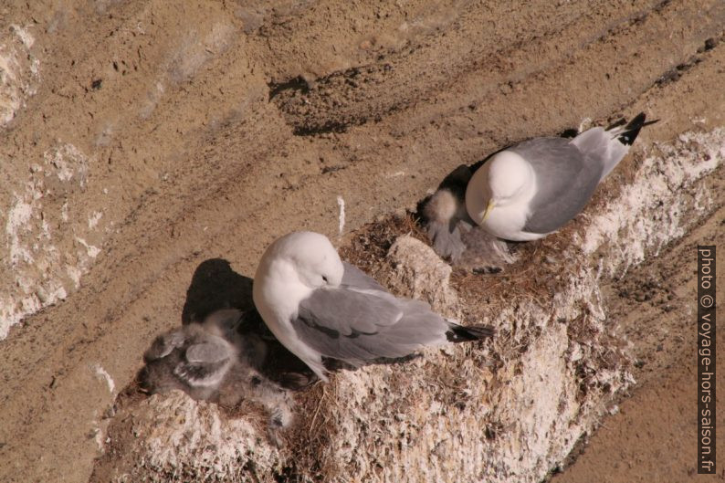 Nids de mouettes tridactyles à Þúfubjarg. Photo © André M. Winter