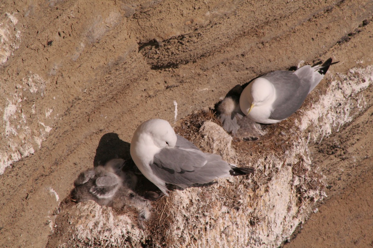 Nids de mouettes tridactyles à Þúfubjarg. Photo © André M. Winter