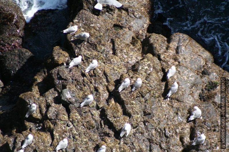 Mouettes sur les rochers à mer basse. Photo © André M. Winter