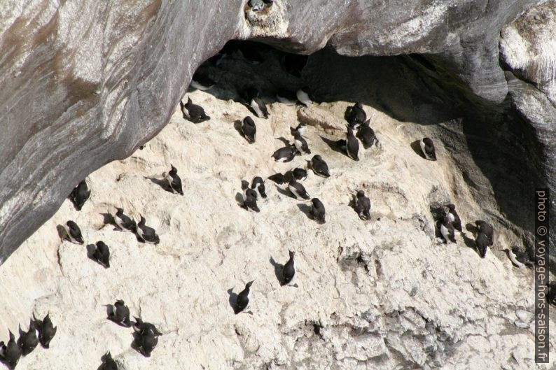 Colonie de guillemots de Troïl à Þúfubjarg sur Snæfellsnes. Photo © André M. Winter