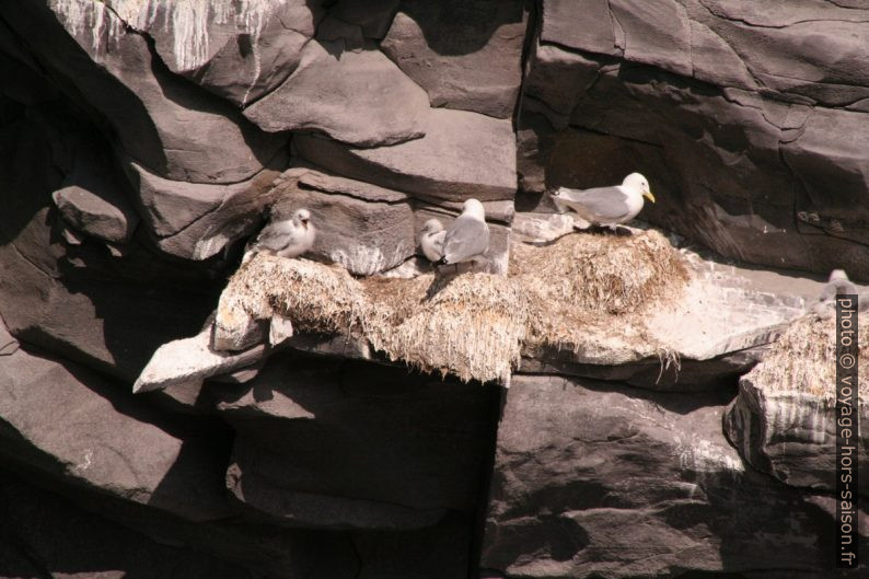 Nids et jeunes mouettes tridactyles à Hellnar. Photo © André M. Winter