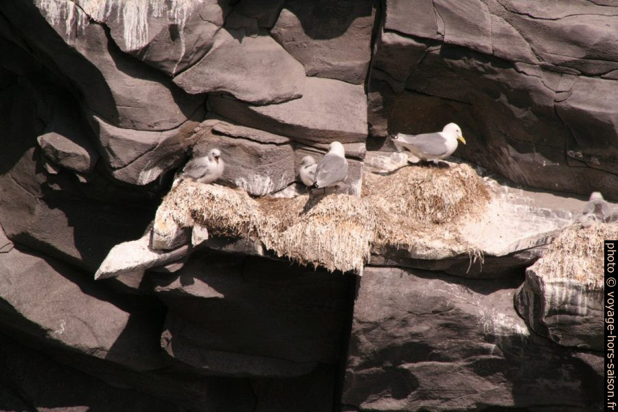 Nids et jeunes mouettes tridactyles à Hellnar. Photo © André M. Winter