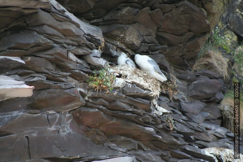 Nid de mouette tridactyle à Hellnar. Photo © André M. Winter