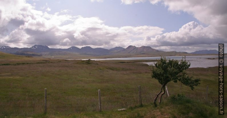 Arbuste isolé à l'embouchure de l'Álftafjörður. Photo © André M. Winter