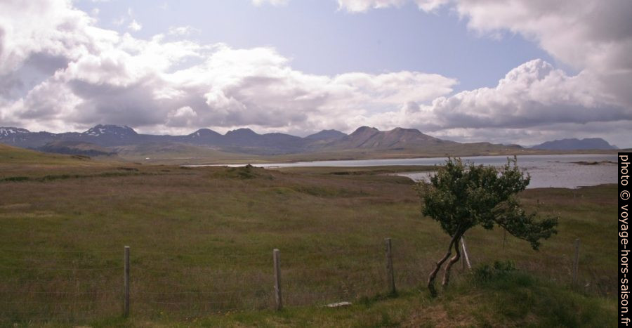 Arbuste isolé à l'embouchure de l'Álftafjörður. Photo © André M. Winter