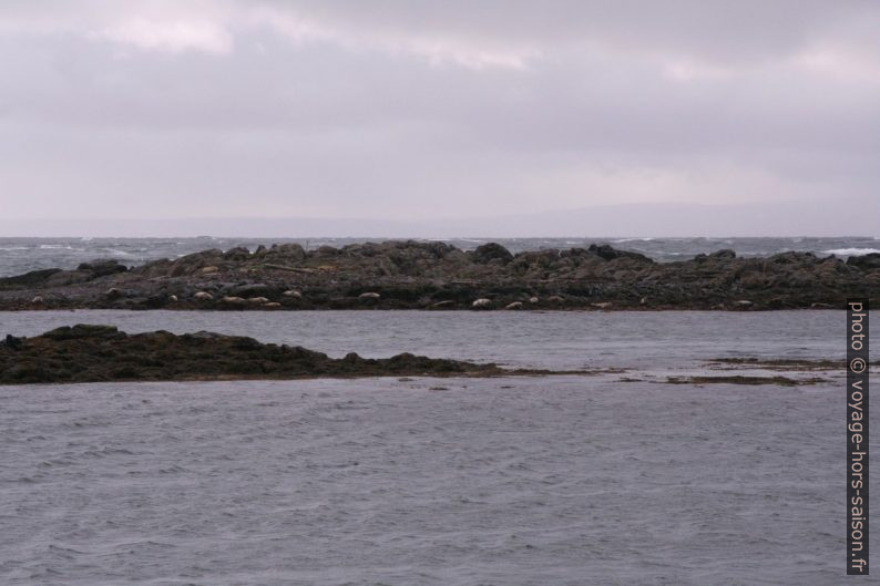 Banc de phoques sur des îlos devant la côte de Vatnsnes. Photo © André M. Winter