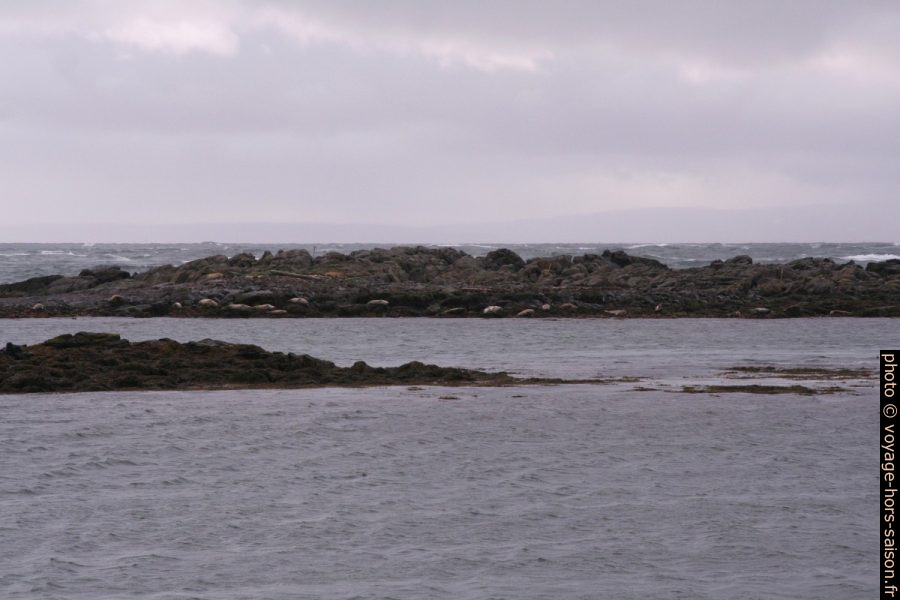 Banc de phoques sur des îlos devant la côte de Vatnsnes. Photo © André M. Winter
