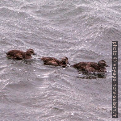 Eiders à duvet en Islande. Photo © André M. Winter