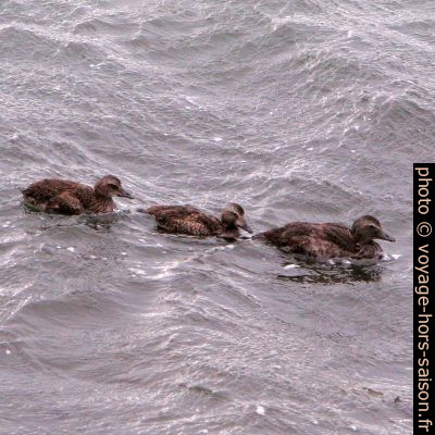 Eiders à duvet en Islande. Photo © André M. Winter
