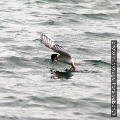 Un sterne arctique chasse à la surface de la mer. Photo © André M. Winter