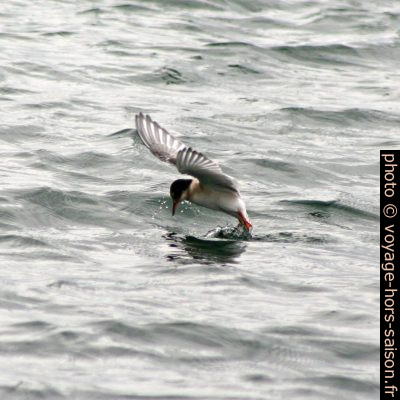 Un sterne arctique chasse à la surface de la mer. Photo © André M. Winter