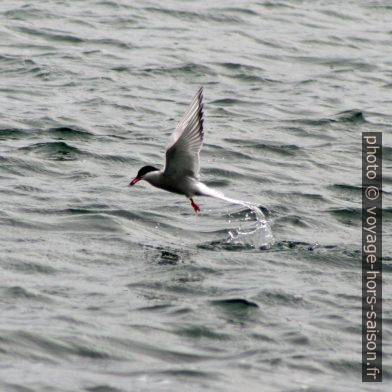 Un sterne arctique chasse à la surface de la mer. Photo © André M. Winter