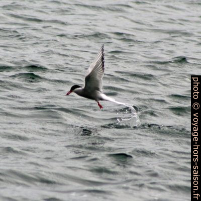 Un sterne arctique chasse à la surface de la mer. Photo © André M. Winter