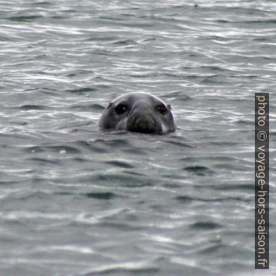 Gros phoque curieux. Photo © André M. Winter