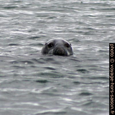 Gros phoque curieux. Photo © André M. Winter