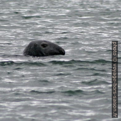 Gros phoque curieux. Photo © André M. Winter