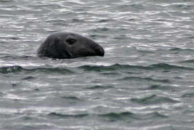 Gros phoque curieux. Photo © André M. Winter