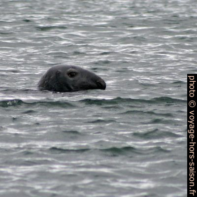 Gros phoque curieux. Photo © André M. Winter
