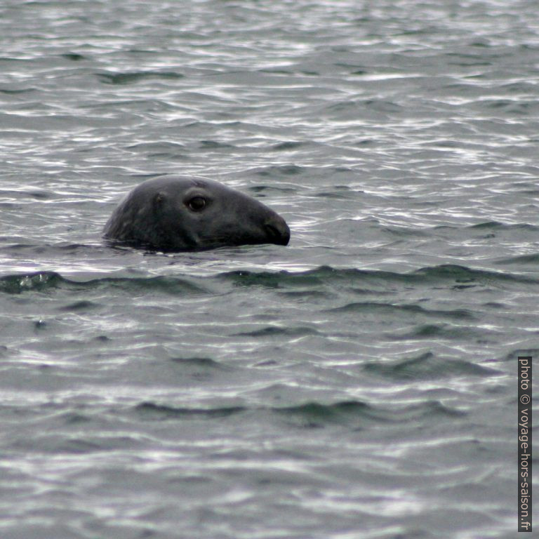 Gros phoque curieux. Photo © André M. Winter