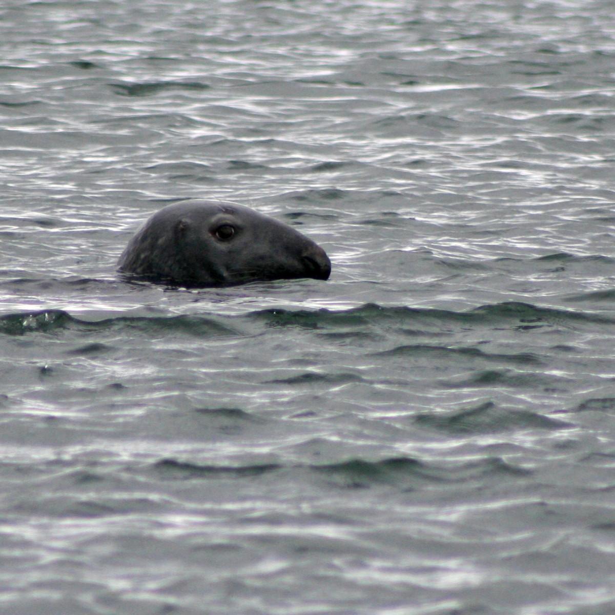 Gros phoque curieux. Photo © André M. Winter