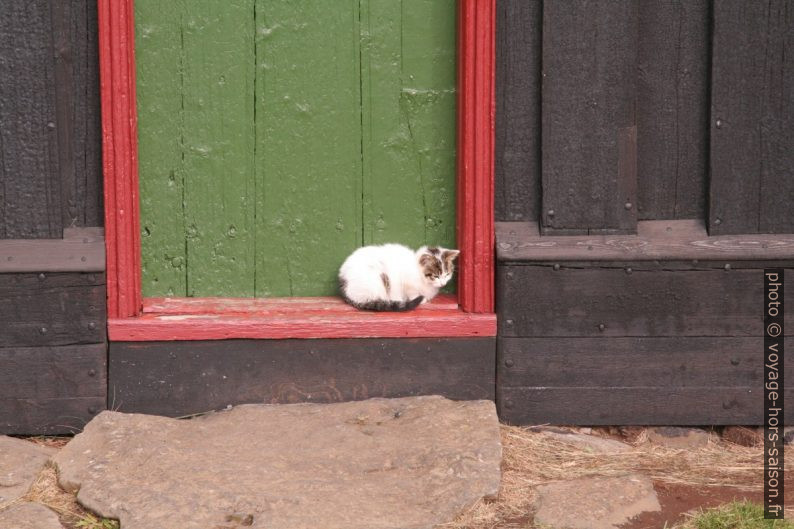 Chat sur le seuil de la porte de la Víðimýrarkirkja. Photo © André M. Winter