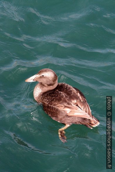 Eider à duvet femelle à Hjalteyri. Photo © André M. Winter