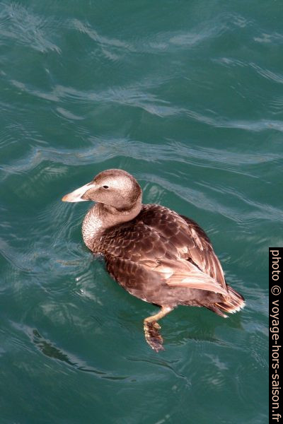 Eider à duvet femelle à Hjalteyri. Photo © André M. Winter